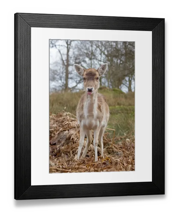 Framed Print : Fallow Deer (Dama dama) doe, with tongue sticking out, standing amongst bracken, Knole Park, Kent, England, february Framed Print : Fallow Deer (Dama dama) doe, with tongue sticking out, standing amongst bracken, Knole Park, Kent, England, february