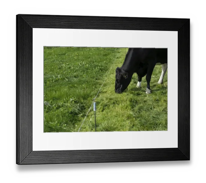 Framed Print : Domestic Cattle, British Friesian, cow, strip grazing pasture, Staffordshire, England, september Framed Print : Domestic Cattle, British Friesian, cow, strip grazing pasture, Staffordshire, England, september