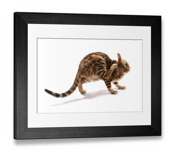 Framed Print : Domestic Cat, Rosetted Bengal, adult, scratching head with hind paw Framed Print : Domestic Cat, Rosetted Bengal, adult, scratching head with hind paw