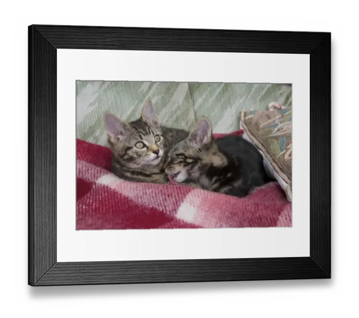 Framed Print : Domestic Cat, male and female tabby kittens, grooming and resting together, Scotland, march Framed Print : Domestic Cat, male and female tabby kittens, grooming and resting together, Scotland, march
