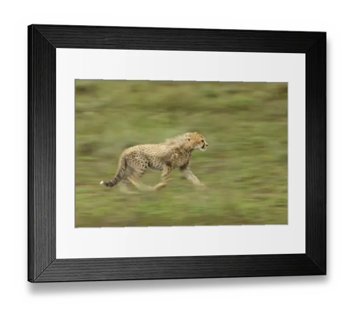 Framed Print : Cheetah (Acinonyx jubatus) young, running, blurred movement, Serengeti N. P. Tanzania Framed Print : Cheetah (Acinonyx jubatus) young, running, blurred movement, Serengeti N. P. Tanzania