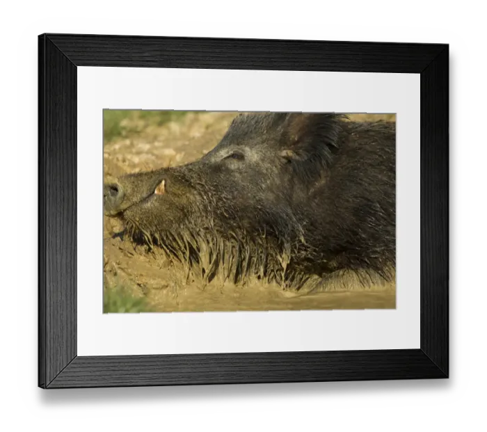 Framed Print : Eurasian Wild Boar (Sus scrofa) young male, close-up of head, wallowing in mud, on wild boar farm, Devon, England, may Framed Print : Eurasian Wild Boar (Sus scrofa) young male, close-up of head, wallowing in mud, on wild boar farm, Devon, England, may