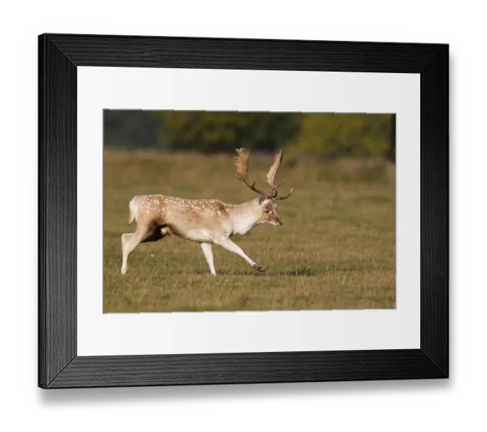 Framed Print : Fallow Deer (Dama dama) buck, kicking front leg out towards rival buck during rutting season Framed Print : Fallow Deer (Dama dama) buck, kicking front leg out towards rival buck during rutting season