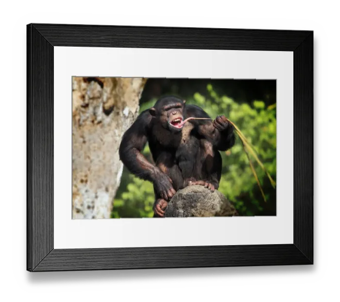 Framed Print : Chimpanzee (Pan troglodytes) adult, feeding, sitting on rock (captive) Framed Print : Chimpanzee (Pan troglodytes) adult, feeding, sitting on rock (captive)