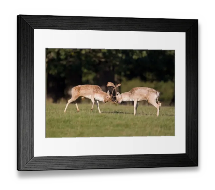 Framed Print : Fallow Deer (Dama dama) two bucks, fighting, during rutting season, Suffolk, England, october Framed Print : Fallow Deer (Dama dama) two bucks, fighting, during rutting season, Suffolk, England, october