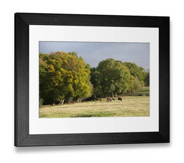 Framed Print : Domestic Cattle, beef herd, grazing in pasture beside trees in autumn colour, Bouldon, Shropshire, England, september Framed Print : Domestic Cattle, beef herd, grazing in pasture beside trees in autumn colour, Bouldon, Shropshire, England, september