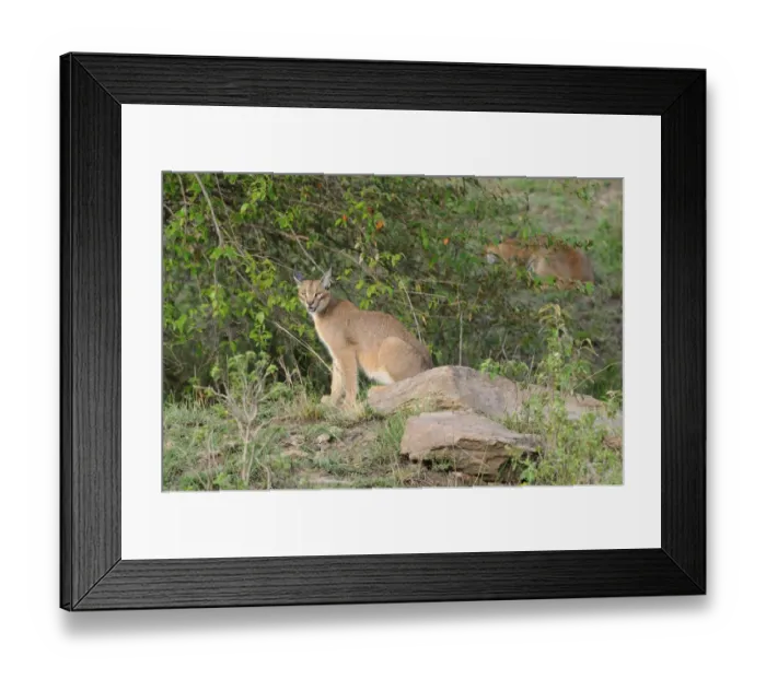 Framed Print : Caracal (Caracal caracal) adult pair, amongst bushes, Masai Mara, Kenya Framed Print : Caracal (Caracal caracal) adult pair, amongst bushes, Masai Mara, Kenya