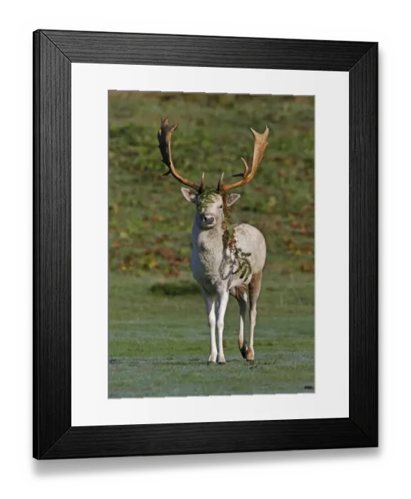 Framed Print : Fallow Deer (Dama dama) buck, with bracken decoration on antlers for enhanced display during rut, Leicestershire Framed Print : Fallow Deer (Dama dama) buck, with bracken decoration on antlers for enhanced display during rut, Leicestershire