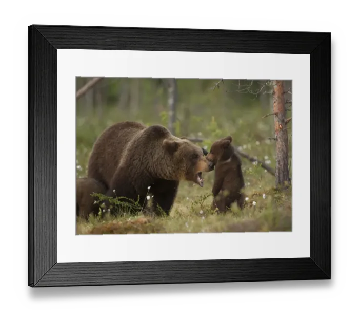 Framed Print : European Brown Bear (Ursus arctos arctos) adult female with young cub, playfighting, Finland, june Framed Print : European Brown Bear (Ursus arctos arctos) adult female with young cub, playfighting, Finland, june