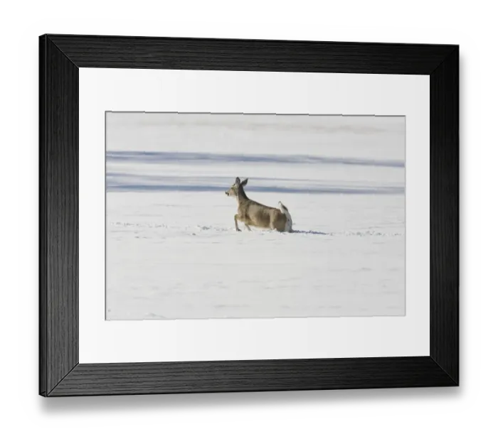 Framed Print : White-tailed Deer (Odocoileus virginianus) doe, running through deep snow, North Dakota, U. S. A. february Framed Print : White-tailed Deer (Odocoileus virginianus) doe, running through deep snow, North Dakota, U. S. A. february