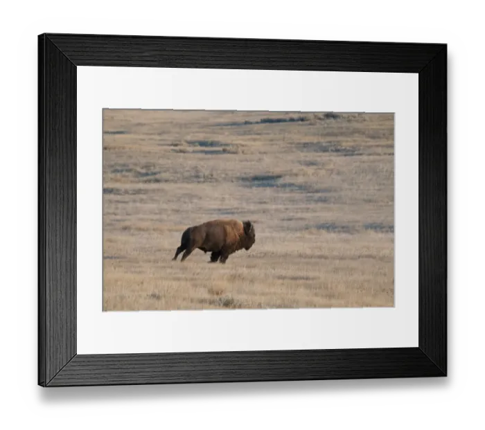 Framed Print : Plains Bison (Bison bison bison) adult male, running in shortgrass prairie habitat, West Bloc, Grasslands N. P Framed Print : Plains Bison (Bison bison bison) adult male, running in shortgrass prairie habitat, West Bloc, Grasslands N. P