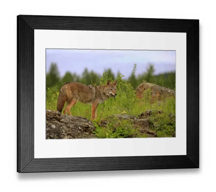 Framed Print : Coyote (Canis latrans) adult, standing on rocks, Montana, U. S. A. june (captive) Framed Print : Coyote (Canis latrans) adult, standing on rocks, Montana, U. S. A. june (captive)