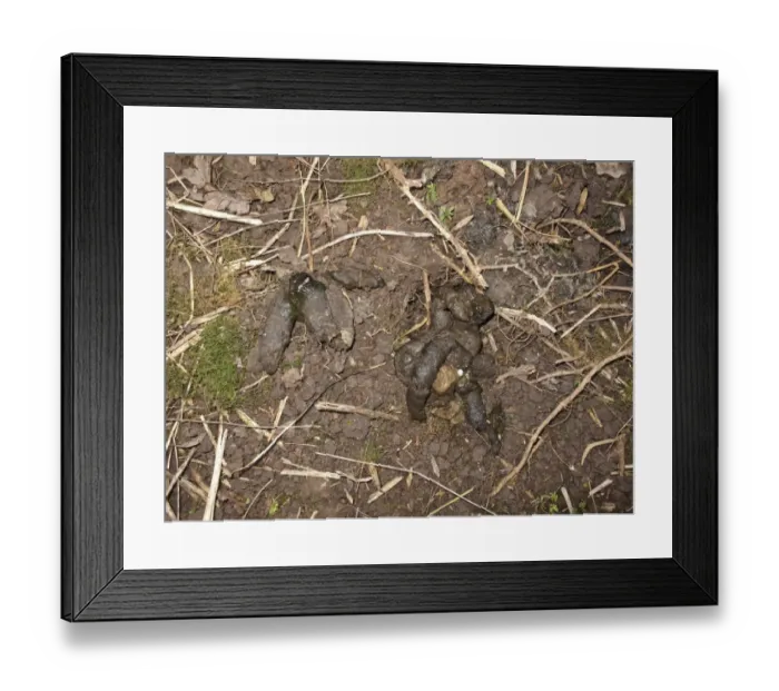 Framed Print : Eurasian Badger (Meles meles) droppings in dung pit, Midlands, England, april