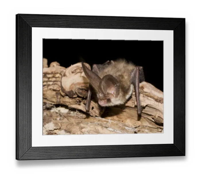 Framed Print : Brown Long-eared Bat (Plecotus auritus) adult, resting on branch, Sussex, England
