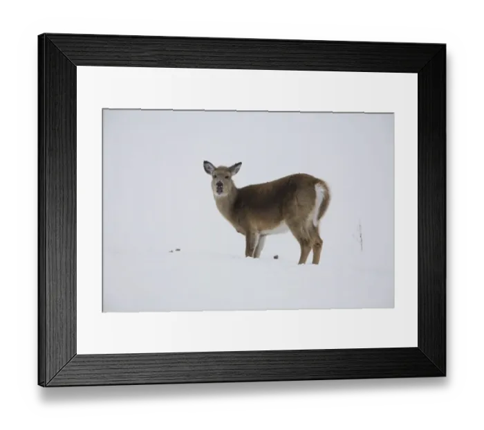 Framed Print : White-tailed Deer (Odocoileus virginianus) doe, feeding on potato dug up from under snow in frozen soil, North Dakota Framed Print : White-tailed Deer (Odocoileus virginianus) doe, feeding on potato dug up from under snow in frozen soil, North Dakota