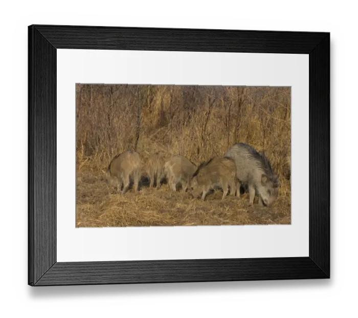 Framed Print : Indian Wild Boar (Sus scrofa cristatus) adult female with piglets, rooting in soil, Keoladeo Ghana N. P