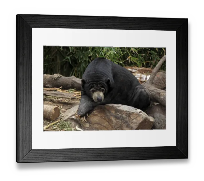 Framed Print : Malaysian Sun Bear (Helarctos malayanus malayanus) adult, resting on rock (captive) Framed Print : Malaysian Sun Bear (Helarctos malayanus malayanus) adult, resting on rock (captive)