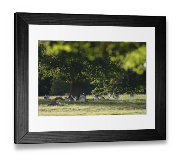 Framed Print : Fallow Deer (Dama dama) does and immature buck, herd standing under tree, Studley Royal Deer Park, Studley Roger Framed Print : Fallow Deer (Dama dama) does and immature buck, herd standing under tree, Studley Royal Deer Park, Studley Roger