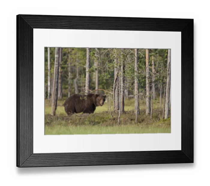 Framed Print : European Brown Bear (Ursus arctos arctos) adult, standing in coniferous forest habitat, Finland, july Framed Print : European Brown Bear (Ursus arctos arctos) adult, standing in coniferous forest habitat, Finland, july