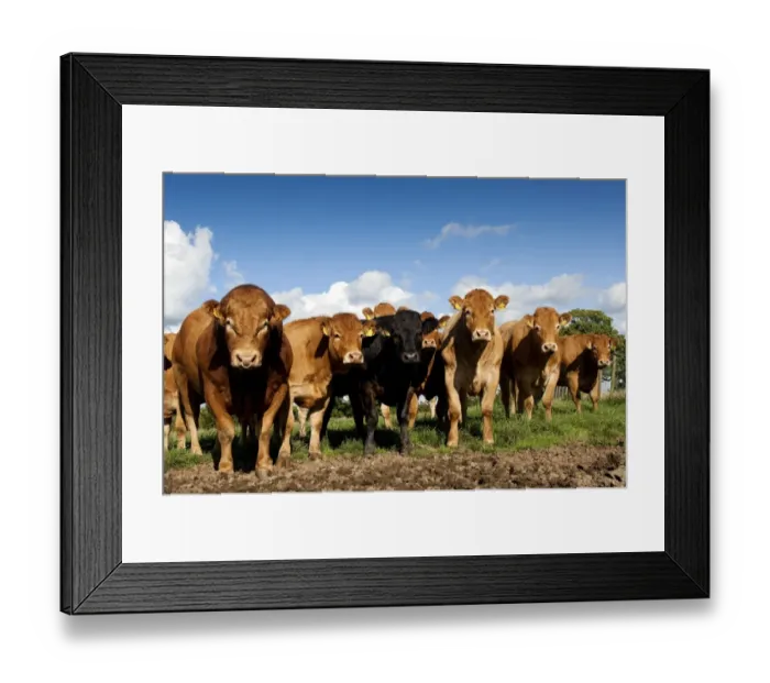 Framed Print : Domestic Cattle, Limousin bull and cows, herd standing on poached land damaged by wet weather and cattle feet, Cumbria Framed Print : Domestic Cattle, Limousin bull and cows, herd standing on poached land damaged by wet weather and cattle feet, Cumbria