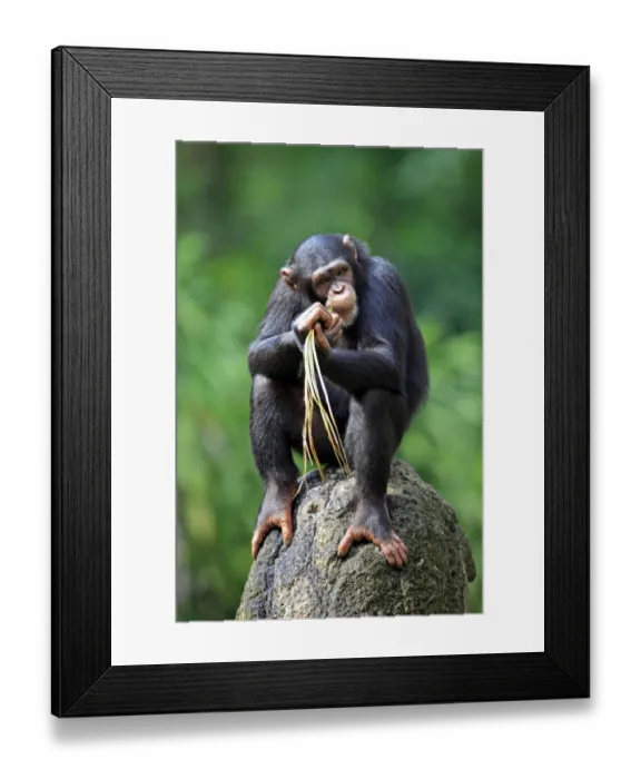 Framed Print : Chimpanzee (Pan troglodytes) adult female, feeding on palm frond, sitting on rock (captive) Framed Print : Chimpanzee (Pan troglodytes) adult female, feeding on palm frond, sitting on rock (captive)