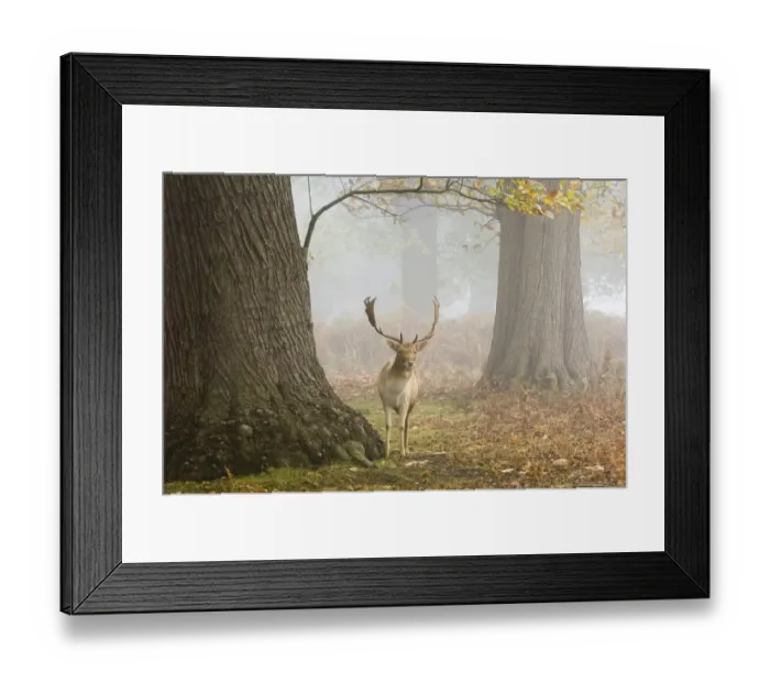 Framed Print : Fallow Deer (Dama dama) buck, standing in misty woodland habitat, Kent, England, autumn Framed Print : Fallow Deer (Dama dama) buck, standing in misty woodland habitat, Kent, England, autumn