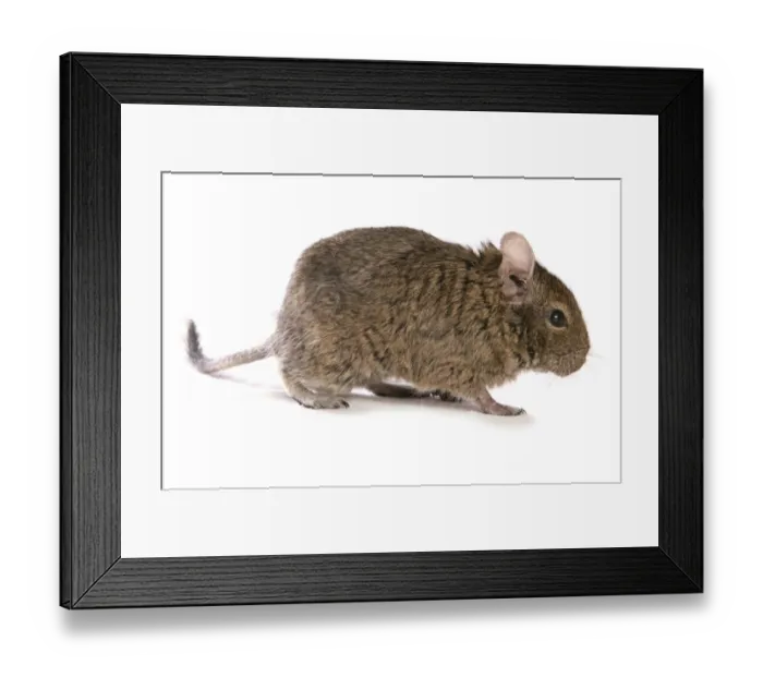 Framed Print : Degu (Octodon degus) adult, standing Framed Print : Degu (Octodon degus) adult, standing