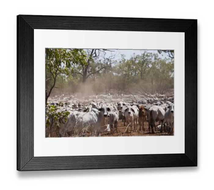Framed Print : Domestic Cattle, Zebu (Bos indicus) cows and calves, herd standing in dry woodland during drought, Queensland Framed Print : Domestic Cattle, Zebu (Bos indicus) cows and calves, herd standing in dry woodland during drought, Queensland