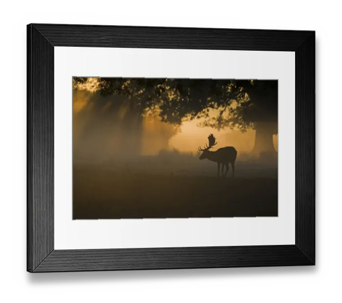 Framed Print : Fallow Deer (Dama dama) buck, silhouetted at dawn during rutting season, Helmingham Hall Deer Park, Suffolk, England Framed Print : Fallow Deer (Dama dama) buck, silhouetted at dawn during rutting season, Helmingham Hall Deer Park, Suffolk, England