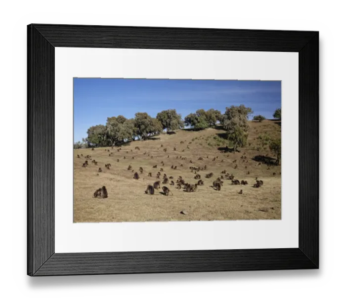 Framed Print : Gelada (Theropithecus gelada) adult males, females and young, troop grooming and grazing on grassy hill Framed Print : Gelada (Theropithecus gelada) adult males, females and young, troop grooming and grazing on grassy hill