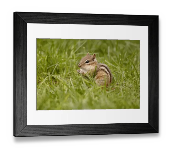 Framed Print : Eastern Chipmunk (Tamias striatus) adult, sitting in grass, North Michigan, U. S. A. june Framed Print : Eastern Chipmunk (Tamias striatus) adult, sitting in grass, North Michigan, U. S. A. june