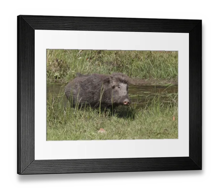 Framed Print : Indian Wild Boar (Sus scrofa cristatus) adult, feeding in marshy area, Kanha N. P. Madhya Pradesh, India Framed Print : Indian Wild Boar (Sus scrofa cristatus) adult, feeding in marshy area, Kanha N. P. Madhya Pradesh, India