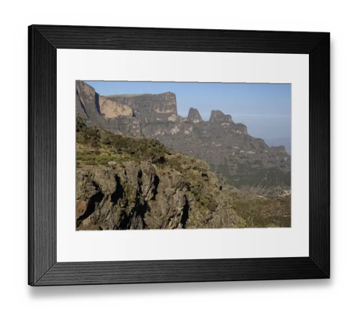 Framed Print : Gelada (Theropithecus gelada) troop, on cliff in mountain habitat, Simien Mountains, Ethiopia Framed Print : Gelada (Theropithecus gelada) troop, on cliff in mountain habitat, Simien Mountains, Ethiopia