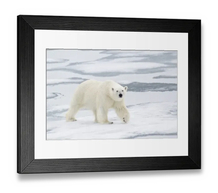 Framed Print : Polar Bear (Ursus maritimus) adult, walking on sea ice, Spitzbergen, Svalbard, july Framed Print : Polar Bear (Ursus maritimus) adult, walking on sea ice, Spitzbergen, Svalbard, july