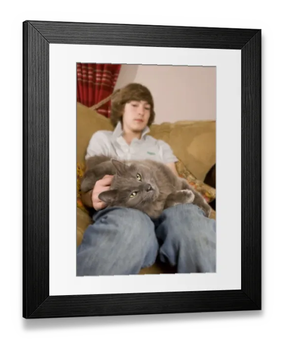 Framed Print : Domestic Cat, grey adult, laying on lap of teenage boy sitting on sofa, England