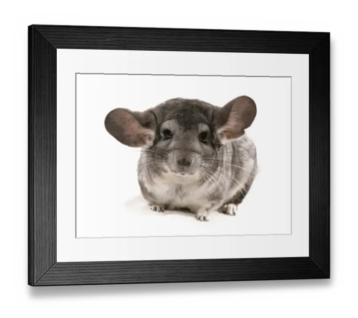 Framed Print : Chinchilla (Chinchilla sp. ) grey adult, sitting