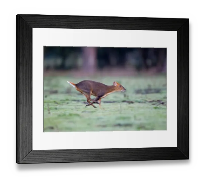 Framed Print : Chinese Muntjac (Muntiacus reevesi) introduced species, buck, running, Minsmere RSPB Reserve, Suffolk, England, october Framed Print : Chinese Muntjac (Muntiacus reevesi) introduced species, buck, running, Minsmere RSPB Reserve, Suffolk, England, october