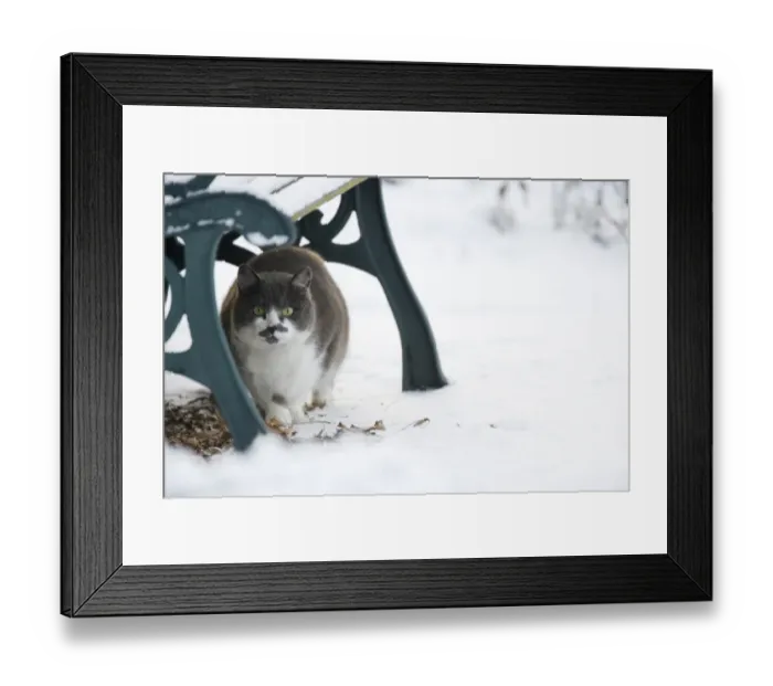 Framed Print : Domestic Cat, adult, sheltering under bench in snow covered garden, Essex, England, january Framed Print : Domestic Cat, adult, sheltering under bench in snow covered garden, Essex, England, january
