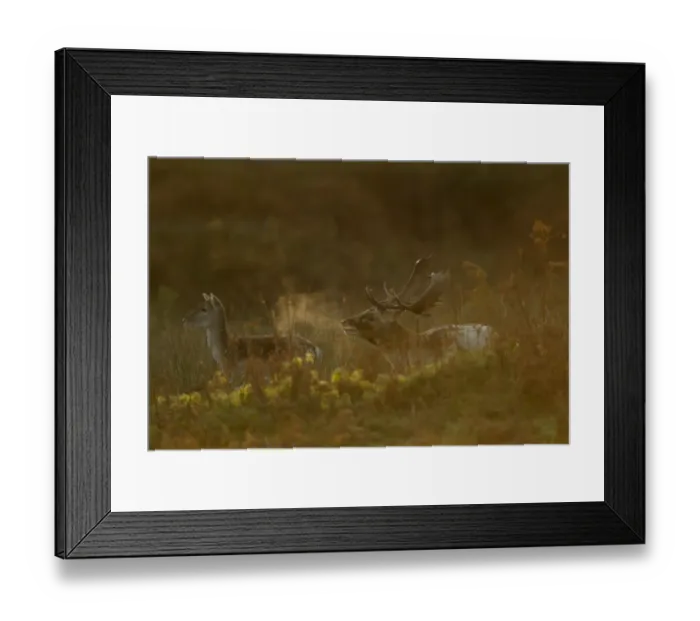 Framed Print : Fallow Deer (Dama dama) buck with doe, calling, breath condensing in cold air at dawn, during rutting season Framed Print : Fallow Deer (Dama dama) buck with doe, calling, breath condensing in cold air at dawn, during rutting season
