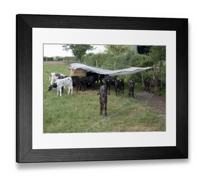 Framed Print : Domestic Cattle, Holstein calves, group standing in pasture with outdoor shelter, Nantwich, Cheshire, England, august Framed Print : Domestic Cattle, Holstein calves, group standing in pasture with outdoor shelter, Nantwich, Cheshire, England, august