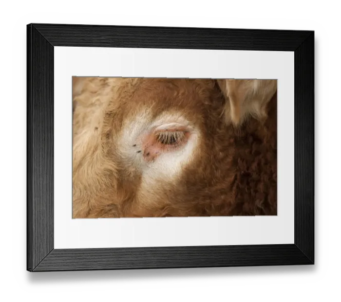 Framed Print : Domestic Cattle, Limousin, bull, close-up of face with flies around eye, England, may Framed Print : Domestic Cattle, Limousin, bull, close-up of face with flies around eye, England, may