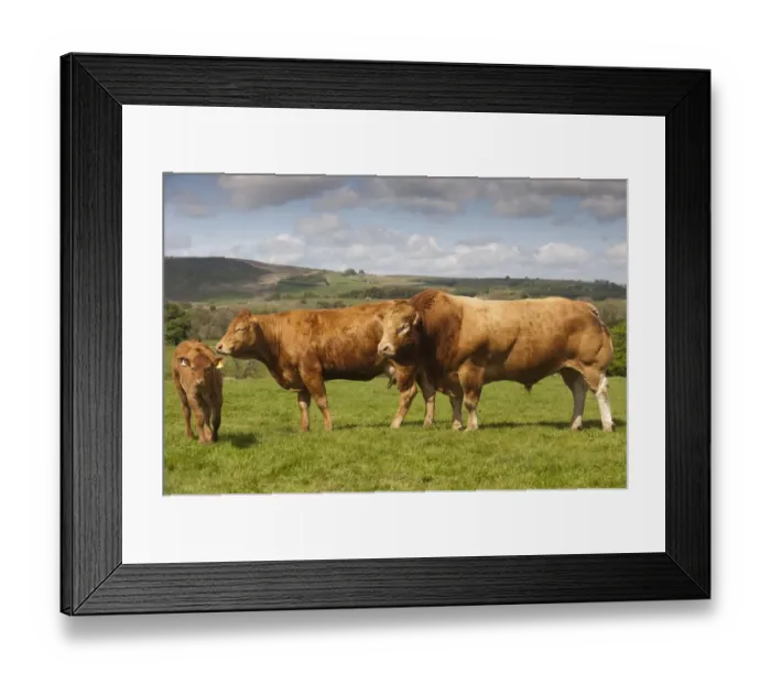 Framed Print : Domestic Cattle, Limousin, Haltcliffe Vermount pedigree bull, world record priced beef bull, with cow and calf