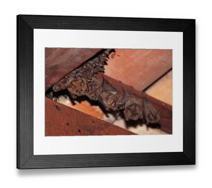 Framed Print : Sebas Short-tailed Bat (Carollia perspicillata) adults, group roosting in building, Transpantaneira, Mato Grosso Framed Print : Sebas Short-tailed Bat (Carollia perspicillata) adults, group roosting in building, Transpantaneira, Mato Grosso