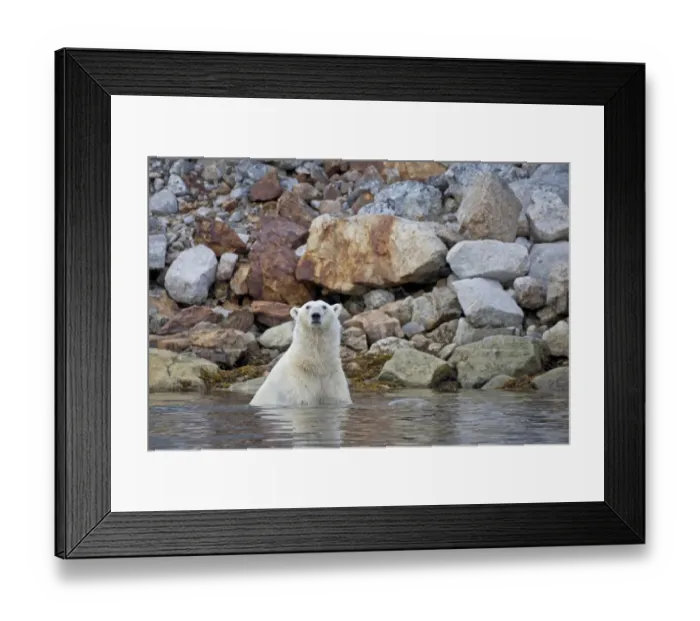 Framed Print : Polar Bear (Ursus maritimus) adult, in water near rocky shore, Spitsbergen, Svalbard, september Framed Print : Polar Bear (Ursus maritimus) adult, in water near rocky shore, Spitsbergen, Svalbard, september