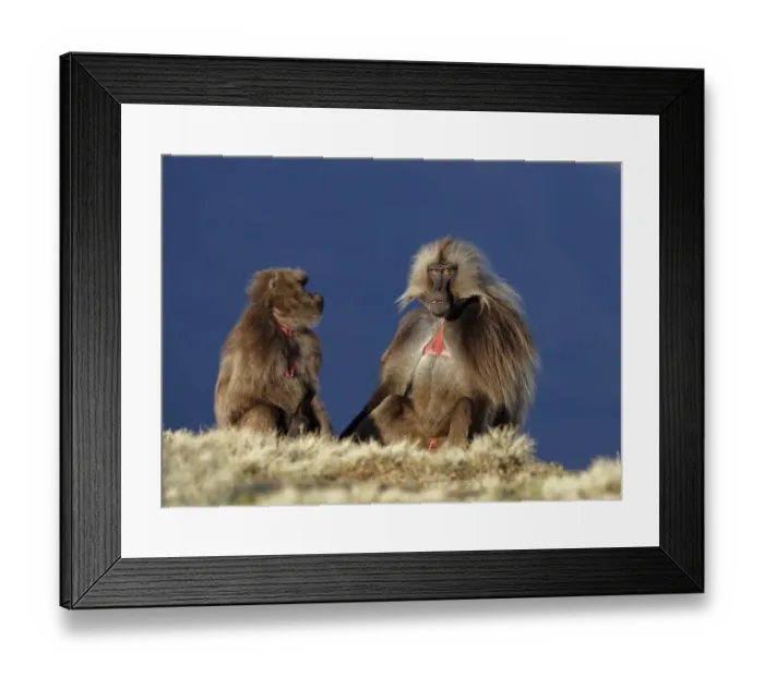 Framed Print : Gelada (Theropithecus gelada) adult male and female, sitting together, Simien Mountains, Ethiopia Framed Print : Gelada (Theropithecus gelada) adult male and female, sitting together, Simien Mountains, Ethiopia