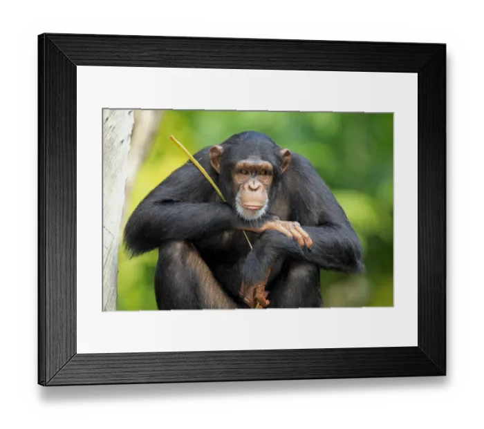 Framed Print : Chimpanzee (Pan troglodytes) adult, close-up of head and arms (captive) Framed Print : Chimpanzee (Pan troglodytes) adult, close-up of head and arms (captive)