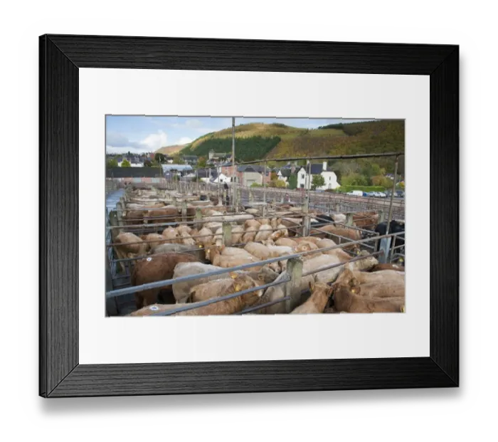 Framed Print : Domestic Cattle, young beef store cattle, mixed breeds in pens at livestock market, Knighton Livestock Market, Powys Framed Print : Domestic Cattle, young beef store cattle, mixed breeds in pens at livestock market, Knighton Livestock Market, Powys