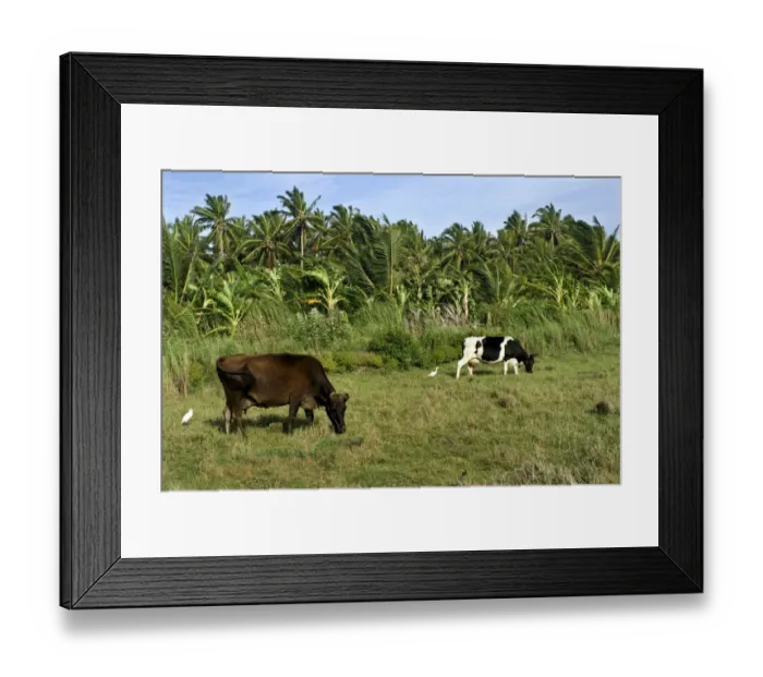 Framed Print : Domestic Cattle, cows grazing in pasture, beside Coconut Palm (Cocos nucifera) plantation, Kanyakumari, Tamil Nadu Framed Print : Domestic Cattle, cows grazing in pasture, beside Coconut Palm (Cocos nucifera) plantation, Kanyakumari, Tamil Nadu