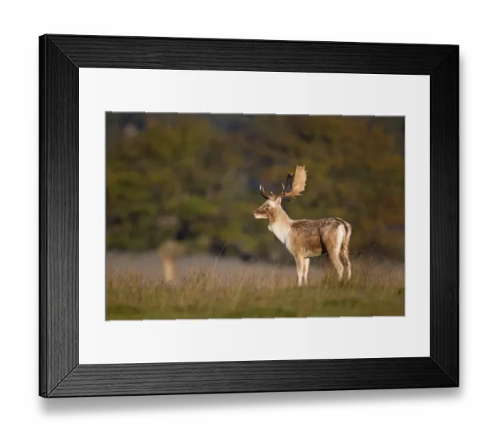 Framed Print : Fallow Deer (Dama dama) buck, standing in morning light during rutting season, Helmingham Hall Deer Park, Suffolk Framed Print : Fallow Deer (Dama dama) buck, standing in morning light during rutting season, Helmingham Hall Deer Park, Suffolk
