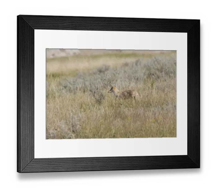 Framed Print : Coyote (Canis latrans) immature, hunting in long grass, Theodore Roosevelt N. P. North Dakota, U. S. A. august Framed Print : Coyote (Canis latrans) immature, hunting in long grass, Theodore Roosevelt N. P. North Dakota, U. S. A. august
